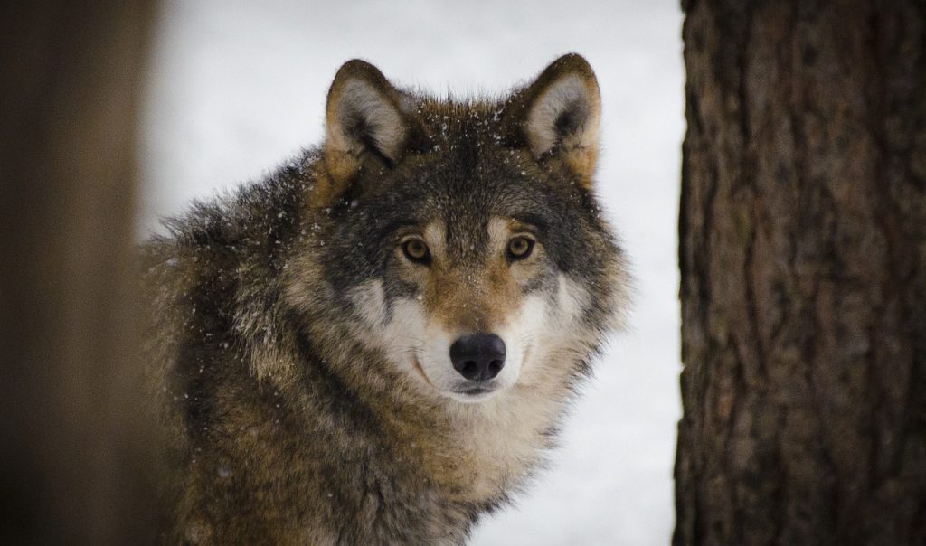 Wolves at Yellowstone